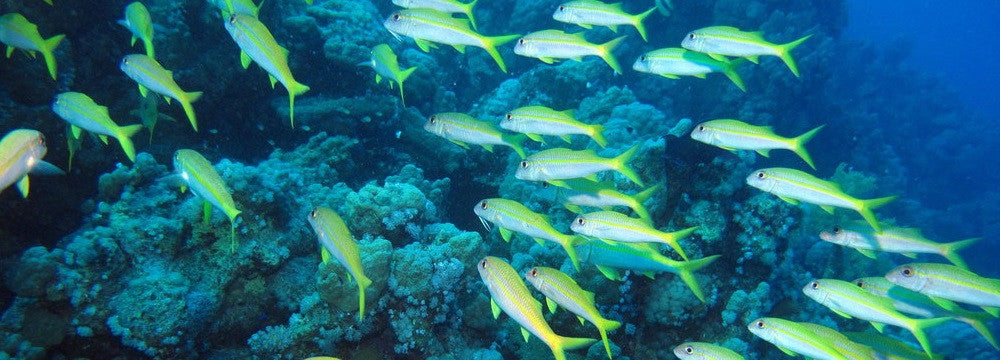 Scubadive in Goa - Fun